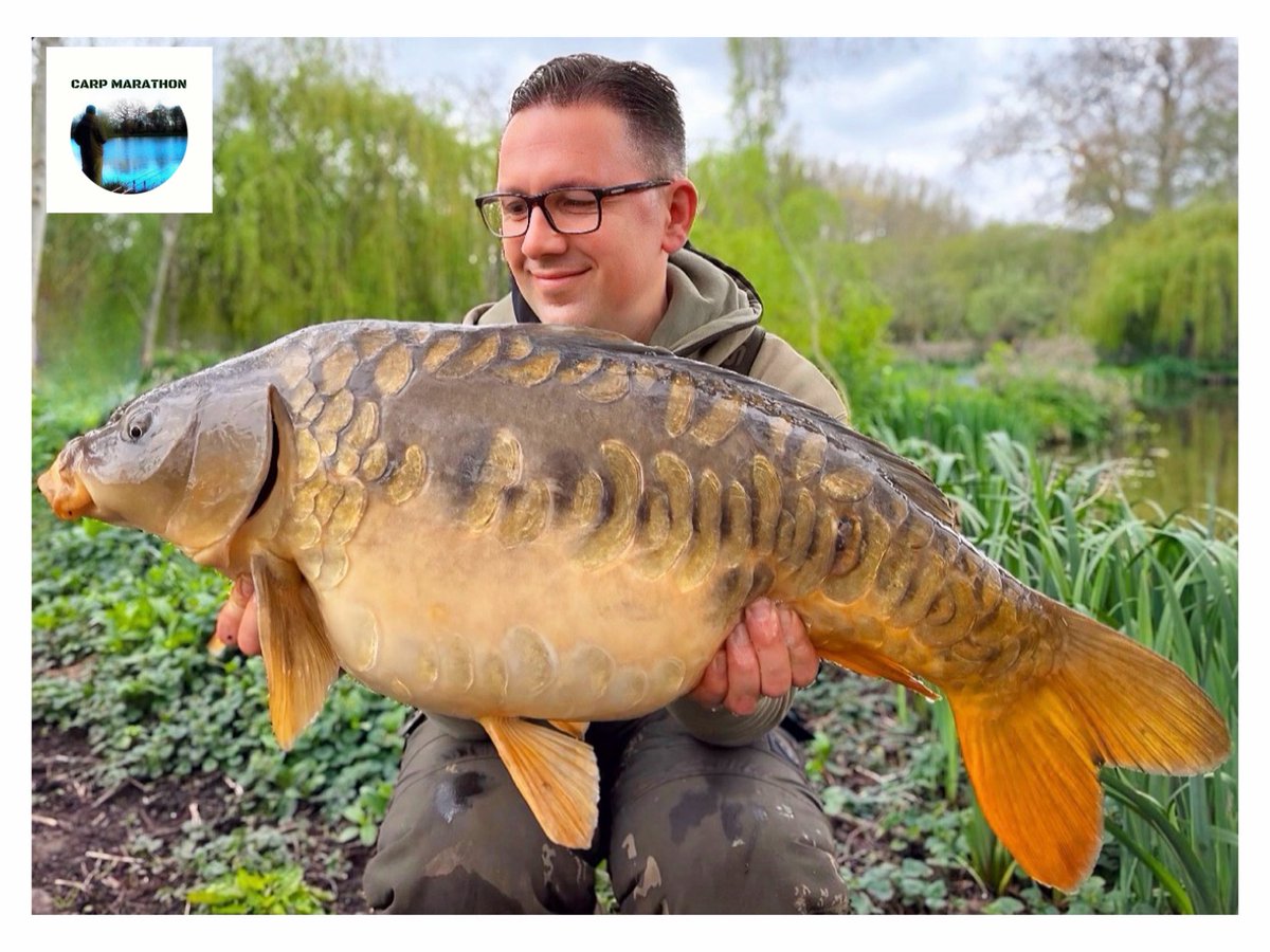 Carp Marathon tweet media