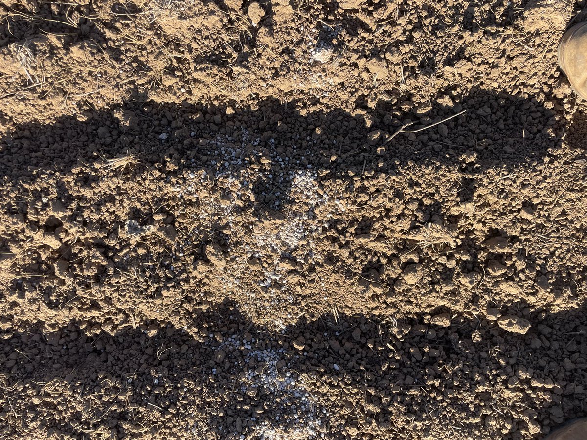summitagconsult's tweet photo. Where does your pre emergents end up? 
And do you even know how to see where soil is moving? 
@em_ayliffe has been looking at different seeding systems and soil movement to see where the fit is for pre ems in different systems. A great tip, some lime/urea/map spread on the soil surface and sow through at full speed will give you a great visual!