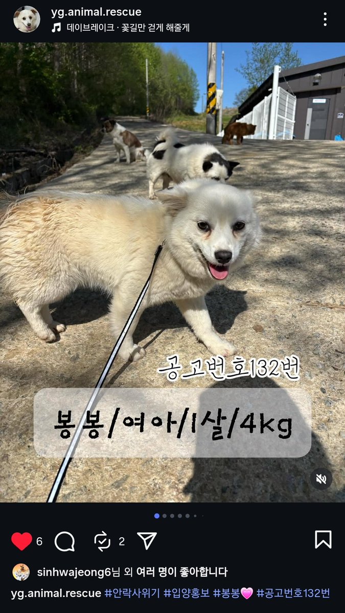 영광군보호소 안락사대상 봉봉이
순하대요....그리고 어리고 작아요