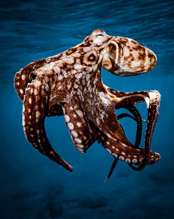 Hawaii Octopus 🐙