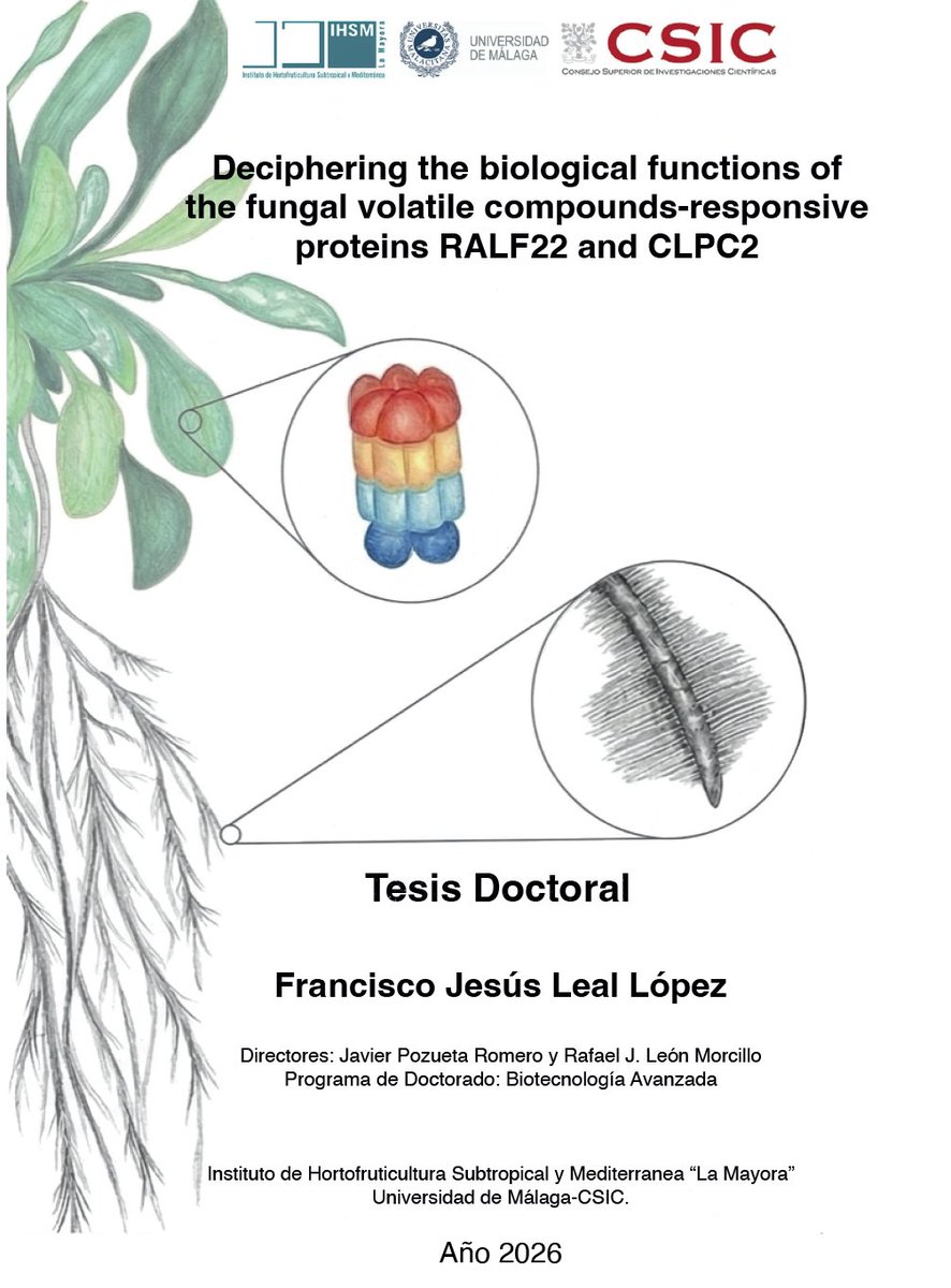IHSM_CSIC_UMA's tweet photo. 🎓 El doctorando Jesús Leal defiende el 29 de abril su tesis titulada "Deciphering the biological functions of the fungal volatile compounds-responsive proteins RALF22 and CLPC2" bajo la dirección de los investigadores Javier Pozueta y Rafa Morcillo https://t.co/7xIW8CuvrQ