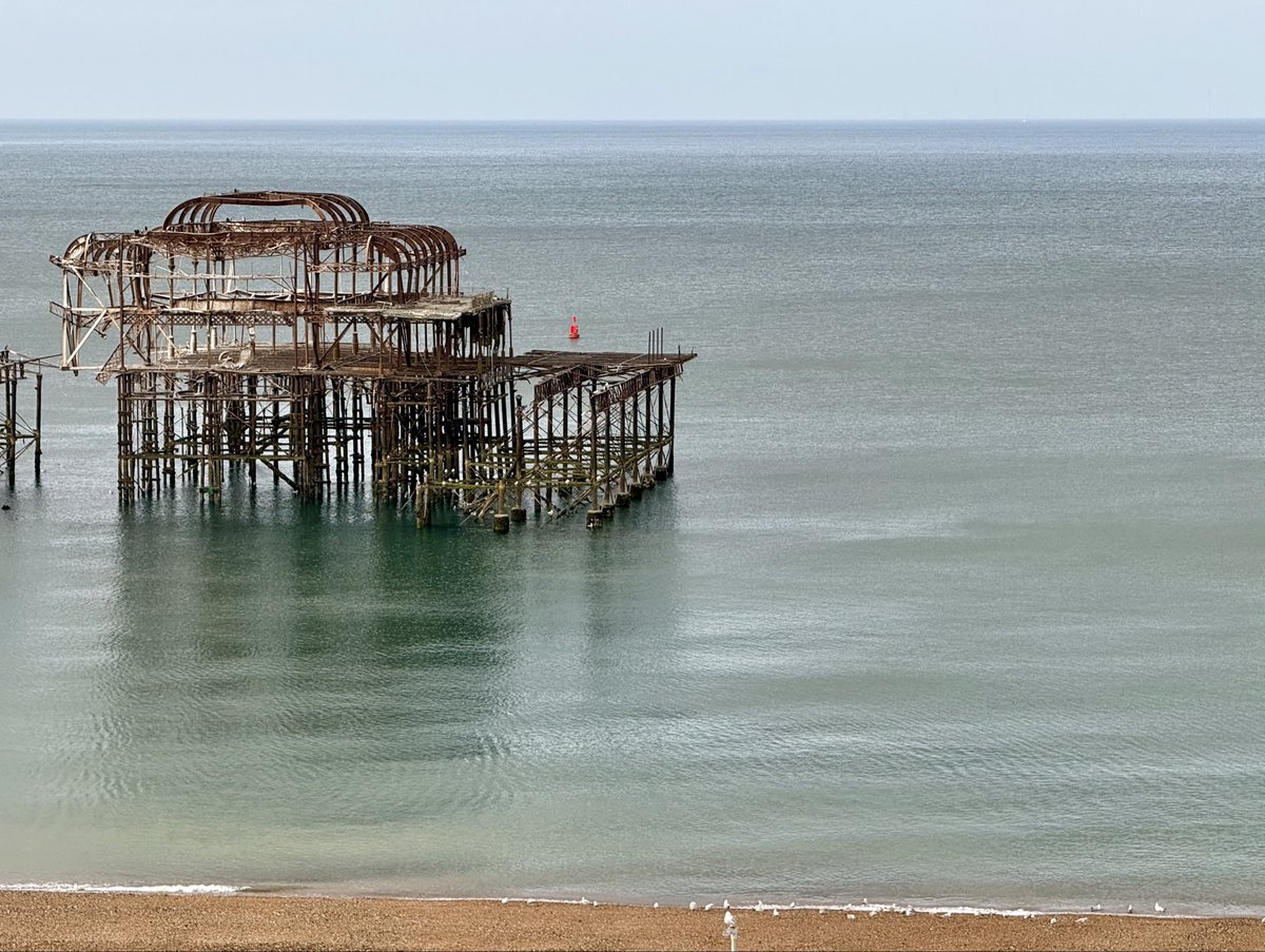 Steveontour2's tweet image. A super calm start to the day in #Brighton. The #UsualSeagull and the flock have a morning paddle.
