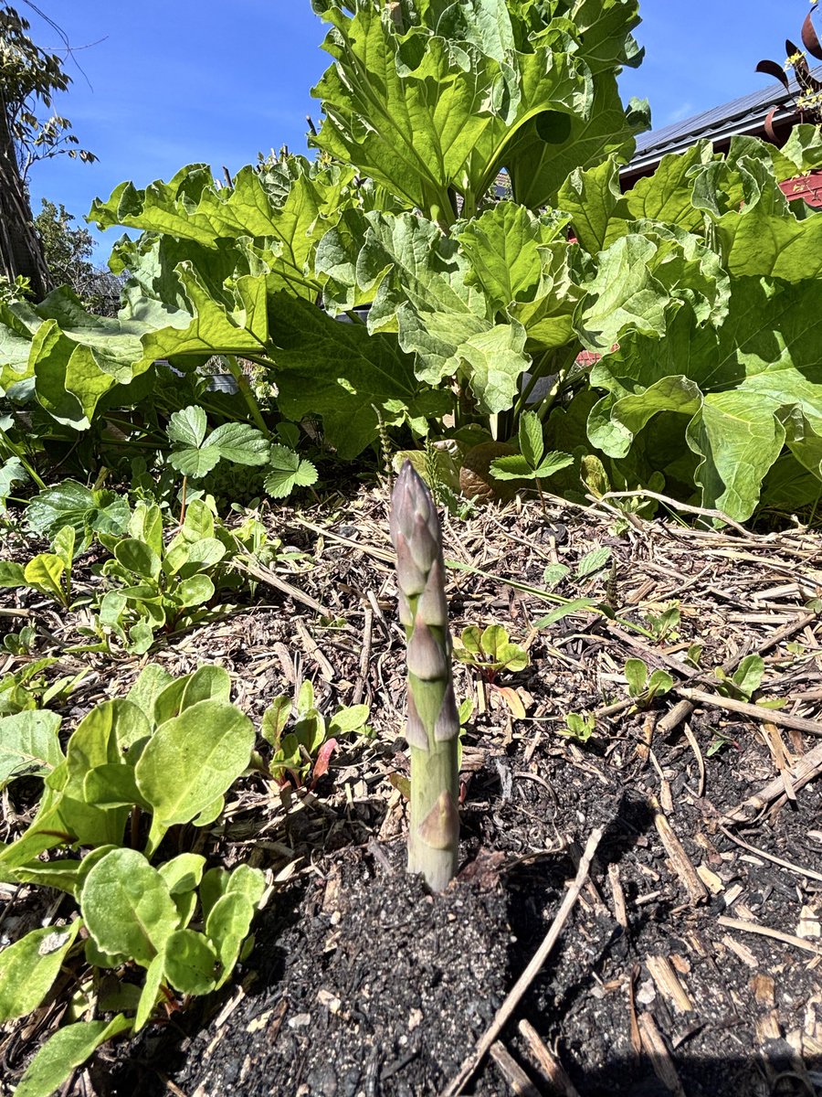 Roffahof's tweet photo. Daar komen mijn groene asperges! Ze leken dood, begraven in de aarde. Maar door Het Licht weer wakker! 
Die kennis is al zo oud als De Weg naar …#Groeneasperges #moestuin
#asperges #wedergeboren #NieuwLeven #BacktoEden https://t.co/gmD0VLY9gU