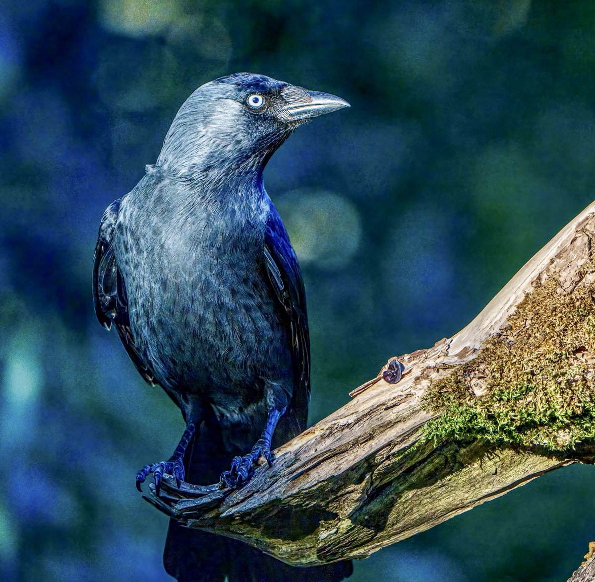 PaulWatkins14's tweet image. Jackdaw in interesting sunset light here looking quite menacing @RSPBEngland #TwitterNatureCommunity #birding #NaturePhotography #cotswolds