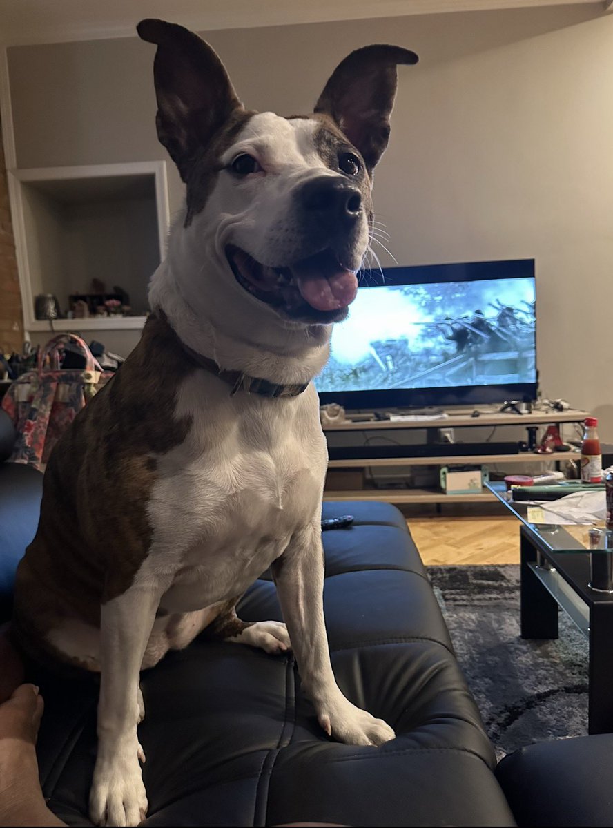 tantilizingj's tweet image. Can’t forget about the best girl in the world! #dogdad #girldogdad