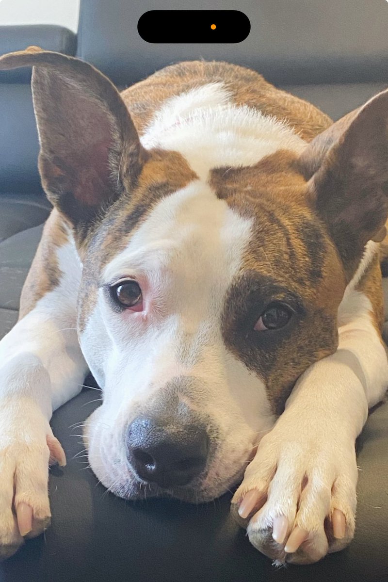 tantilizingj's tweet image. Can’t forget about the best girl in the world! #dogdad #girldogdad