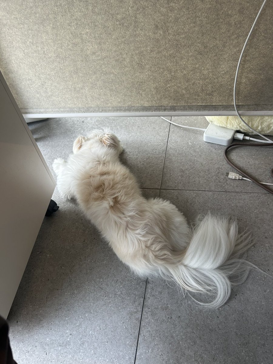 Noopppp_y's tweet photo. 음침강아지 ...
다른 직원 자리에가서 일케 날 몰래 감시하다가
들키면 머쓱하게 내 자리로 옴 ㅠ 재밌나 https://t.co/I3LsGRTDSj