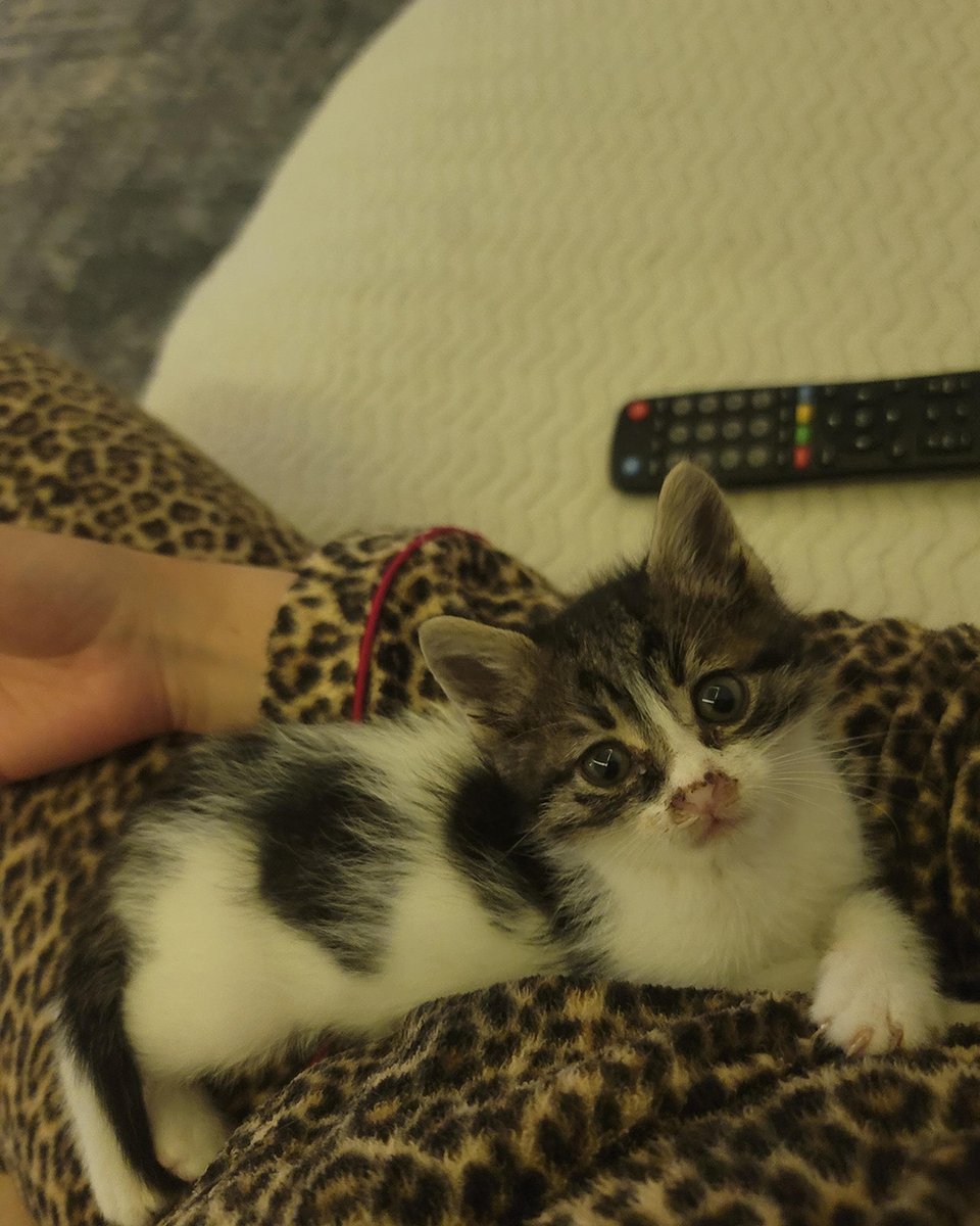 adoptdontshopl's tweet image. 😻 FOR ADOPTION 😻
✨ Meet Lucy &amp;amp; Milo ✨ These 2-month-old kittens are adorable, playful, and full of love 💙🐾
They’re looking for a caring forever home.
📍 Ain Remmaneh
📞 Contact: 81-012775
Can’t adopt? Please share!

#adoptdontshop #cat #adoption #lebanon #foreverhome