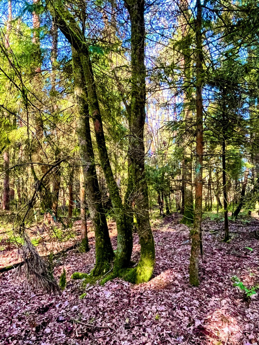 sandra_nimha's tweet image. Happy #thicktrunktuesday #trees