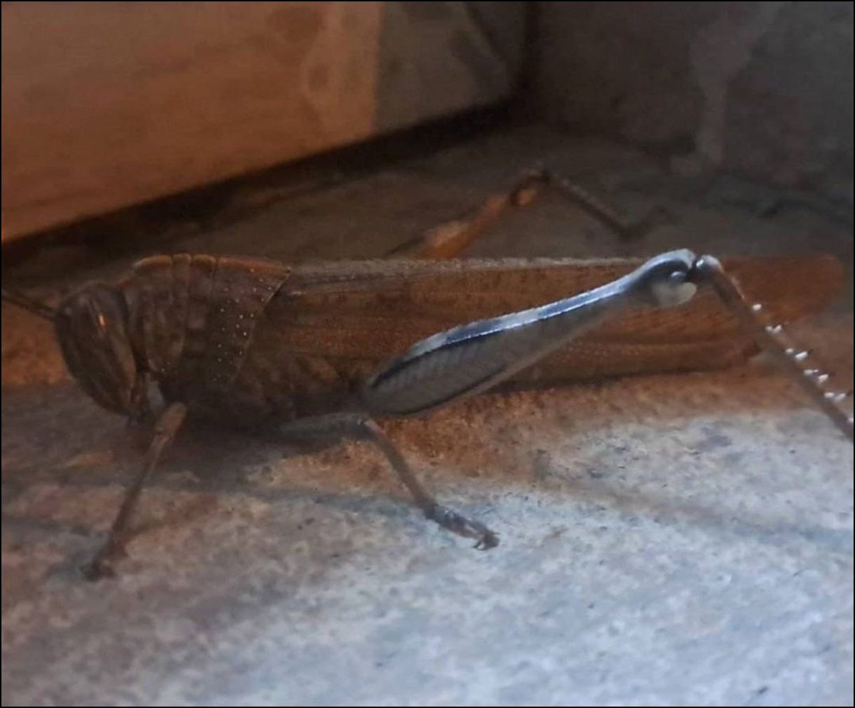 Breaking News tweet media