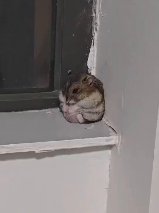 Tweets Of Hamster tweet media