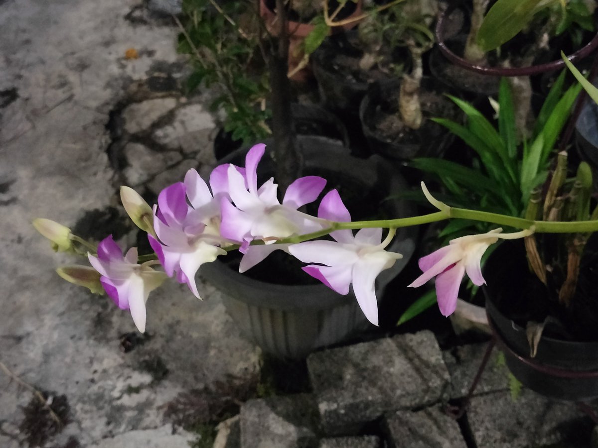 upsetduck tweet media