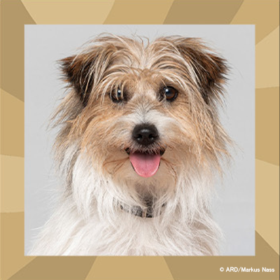 アクションチャンネル（旧ＡＸＮ 海外ドラマ） tweet media