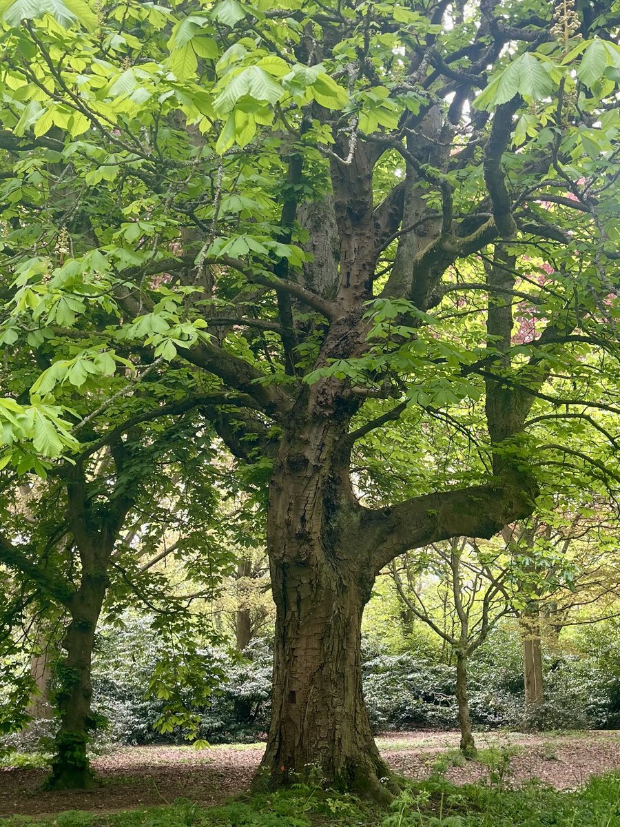 melanie_mjk's tweet image. Celebrating Treesday with a glorious Horse Chestnut, with its spreading deep green leaves &amp;amp; candle like flowers in Spring followed by shiny conkers in the Autumn, nature’s beauty! 🍃🌱🌿 #ThickTrunkTuesday #TreePeople #Treesday #Tuesdaythoughts #Naturebeauty