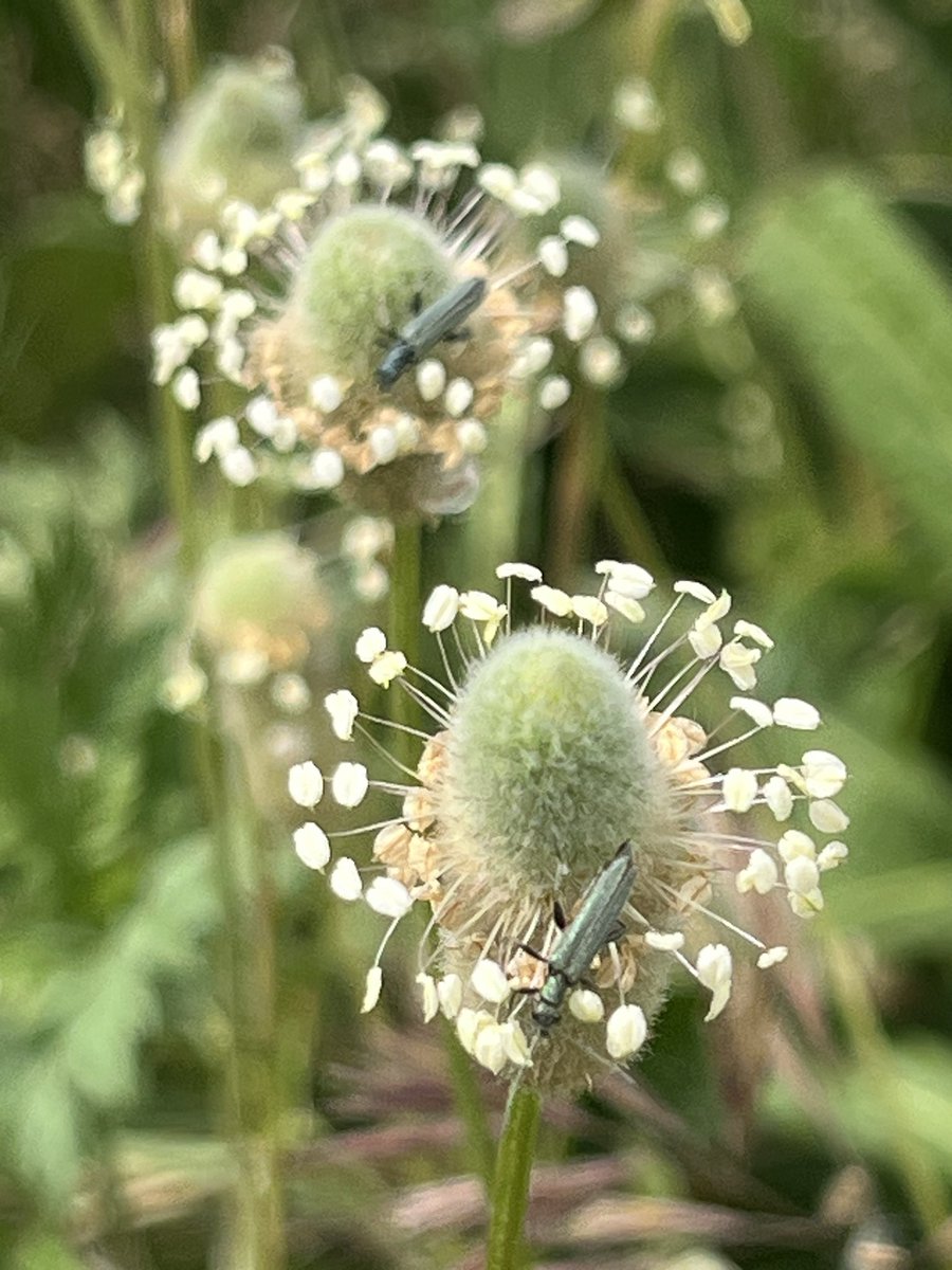 Superposición improvisada