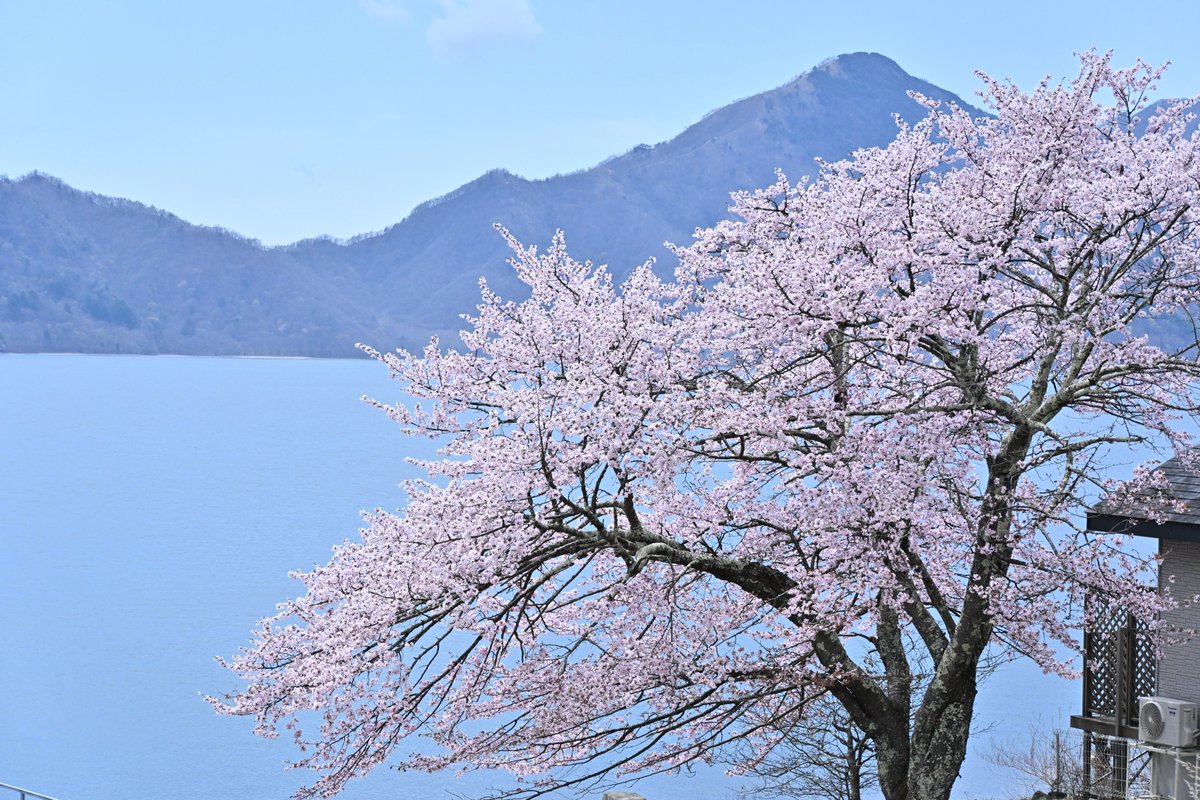 日光自然博物館 tweet media