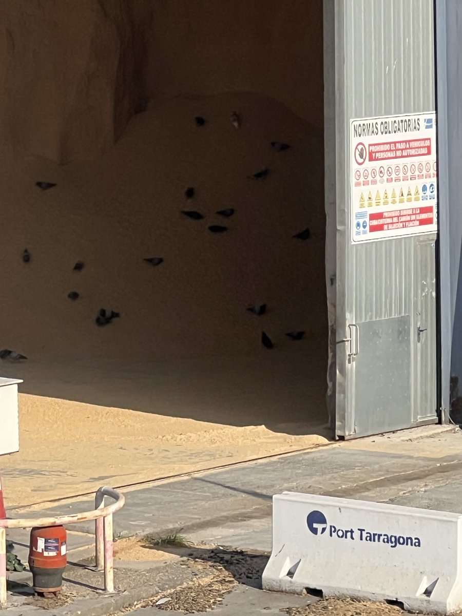 Santa_Tecla's tweet photo. @tarragonitipus Aquesta és la causa de la invasió de coloms: els magatzems de gra, a poeta oberta del Port de Tarragona. L’Ajuntament ho sap, però encara no ha nascut l’alcalde amb valor per plantarse davant de Puertos del Estao… https://t.co/6vi9za7bub