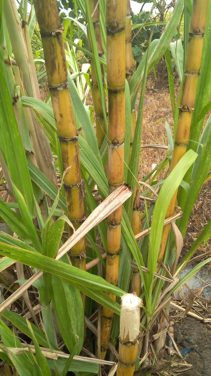 Eat Simple tweet media