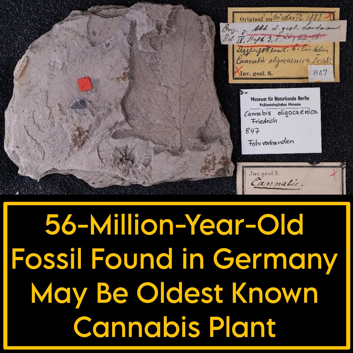 Falls mal wieder jemand behauptet, #Cannabis gehöre nicht zu Deutschland 😉