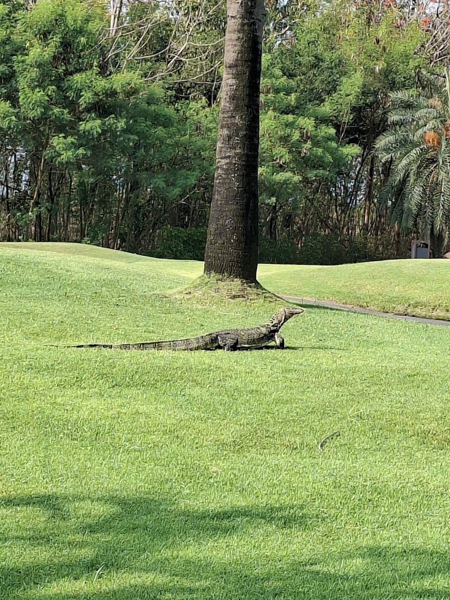 Tak_Tak_Tak_39's tweet image. 暑いから早い時間からこいつがうろうろしてます🦎

#Bangkok #海外生活 #バンコク #タイ #FIRE #海外移住 #Golf #ゴルフ #ゴルフ好きと繋がりたい