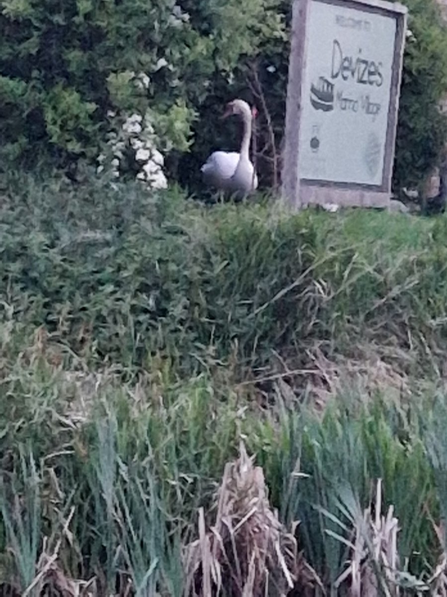 tracehodge17's tweet image. Yay for #humpdayeve already &amp;amp; a quieter work day!!  Legs a little more achy this morn but hardly anything; so just a short run &amp;amp; my normal 3mile canal walk to my bridge to see my friendly swan, heron &amp;amp; ducks!  A tad dribbly though!  #ukrunchat #running #nature #5amclub #marathon