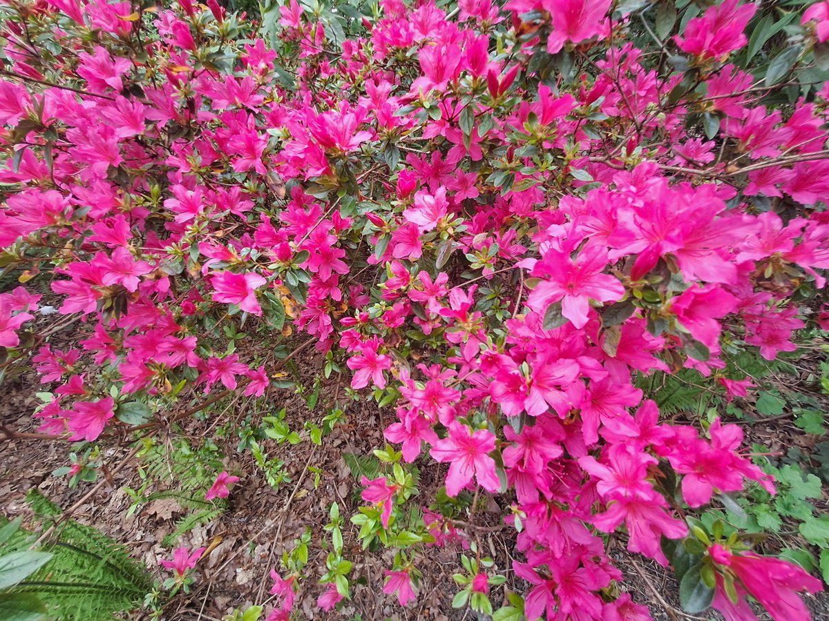 kjhaden17's tweet image. Beautifil Botanical Garden
#standrews #scotland