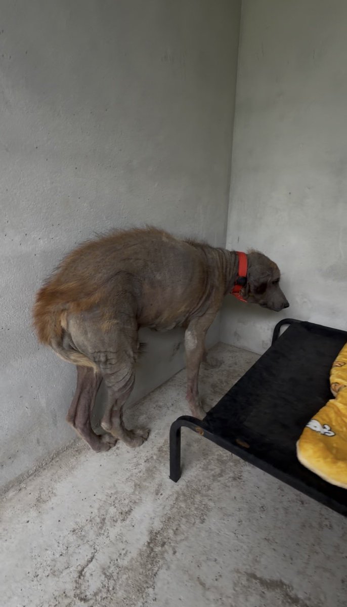 Happy Doggo Thailand tweet media