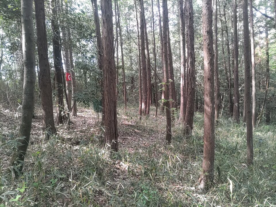 sabacchar's tweet photo. 人口物のない自然な植生を生かしたGフラッグ付近
東京ドーム半分の7,000坪の広大なフィールド全面使用で30,000円～貸切できます。
初心者、女性グループでのサバゲーでも初心者講習付きで安心‼️
詳細はホームページまで
https://t.co/CfDyQUjESa https://t.co/yNpBVCNgv8