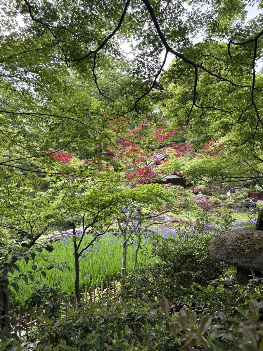 Edward Scheckler JK1BIB/AC9XE tweet media