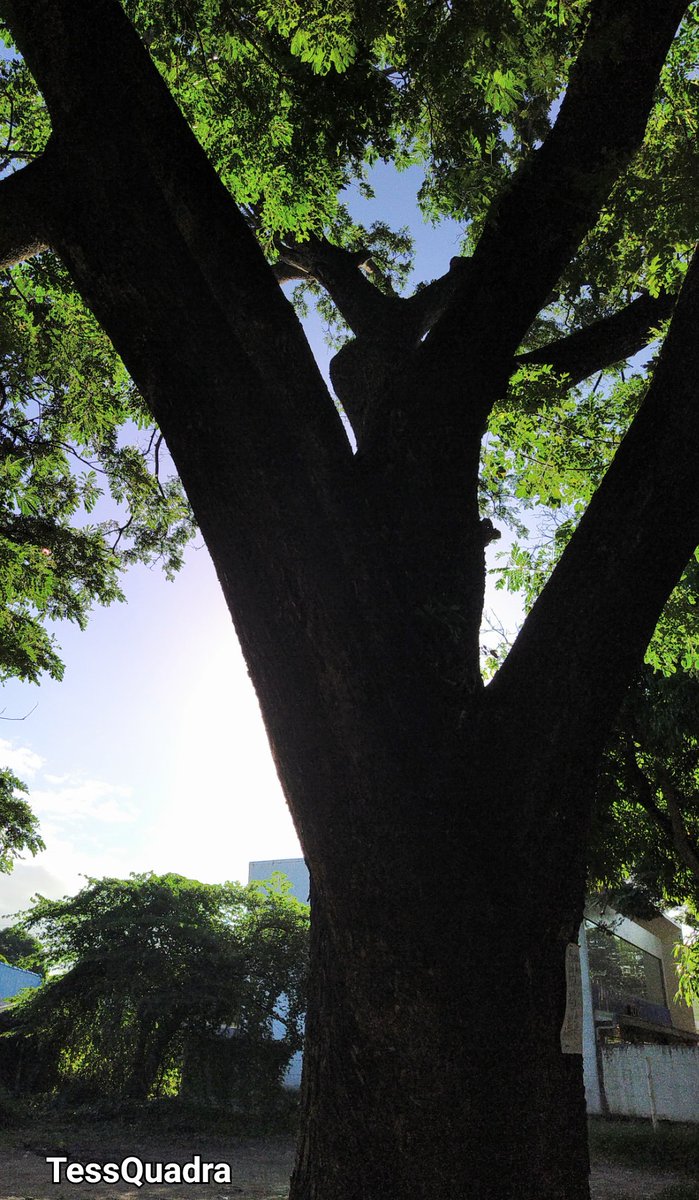 Tess Quadra🔨NO DM🔨 LXXIII tweet media