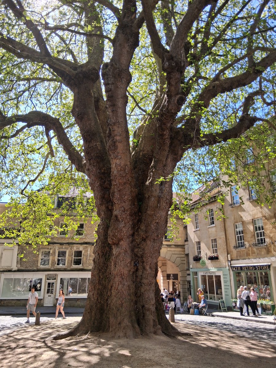 marksmeanderin1's tweet image. #ThickTrunkTuesday 
Let's keep the visit from Bath going!!!! One of the oldest planted trees in the world: the giant plane tree. Planted as a sapling in 1793, it is now a gigantic presence and perfect for this # theme

#Bath #VisitBath