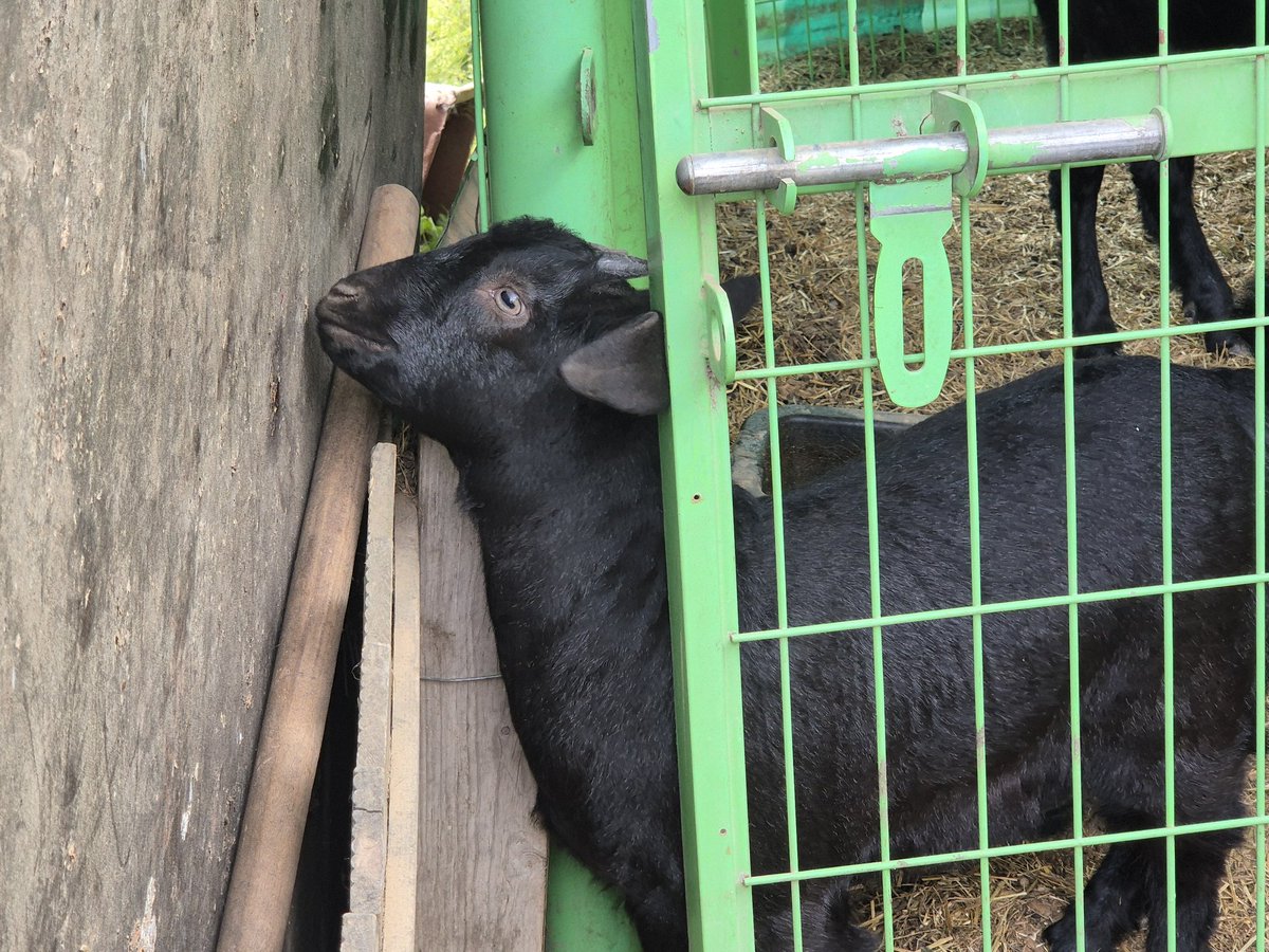 유기농 민달팽이 tweet media