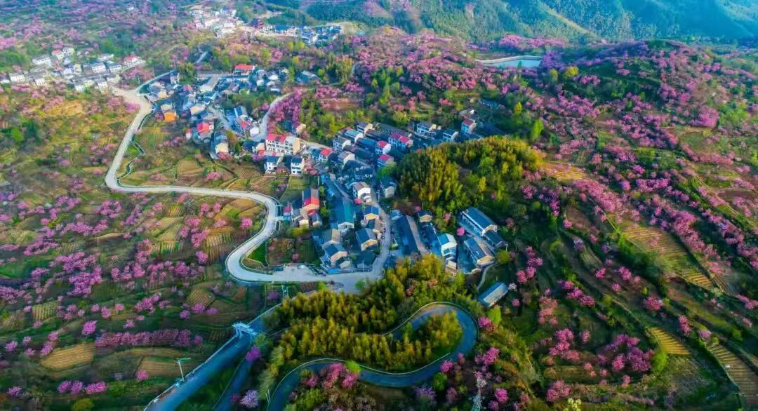 Shangma Village in Yuyao is a captivating sight! Winding roads weave through rolling hills adorned with vibrant pink blossoms. Quaint houses nestle among the blooming trees, creating a picturesque scene that feels like stepping into a fairy tale. 🌸🏡

#BlossomParadise