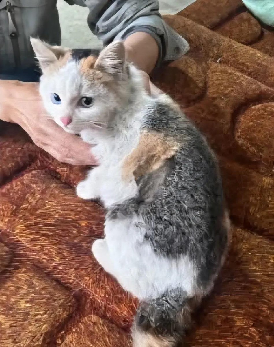 The Meow Cats tweet media