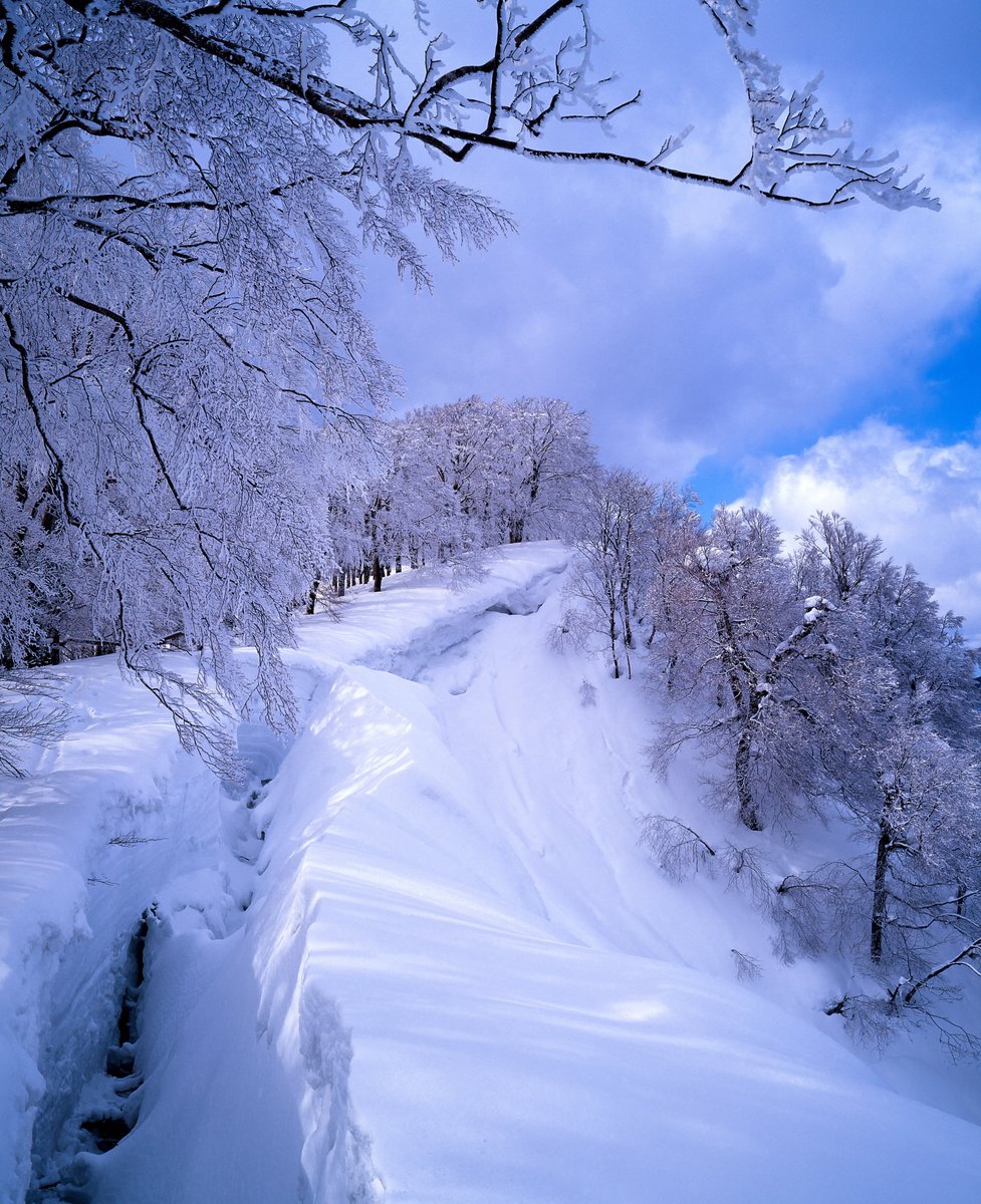 purenature_1's tweet image. Quiet and still 🌨️❄️🩵 #snow