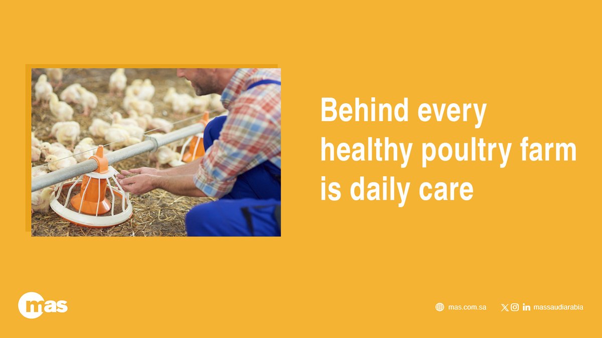 MASsaudiarabia's tweet image. Attention, experience, and daily care
are the guarantee of poultry #health 🐔✨
#MAS #Poultry #AnimalHealth

الاهتمام، الخبرة، والعناية اليومية
هي ضمان #صحة الدواجن 🐔✨
#ماس #الدواجن  #صحة_الحيوان