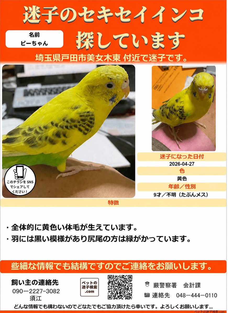 行方不明のセキセイインコを探しています tweet media