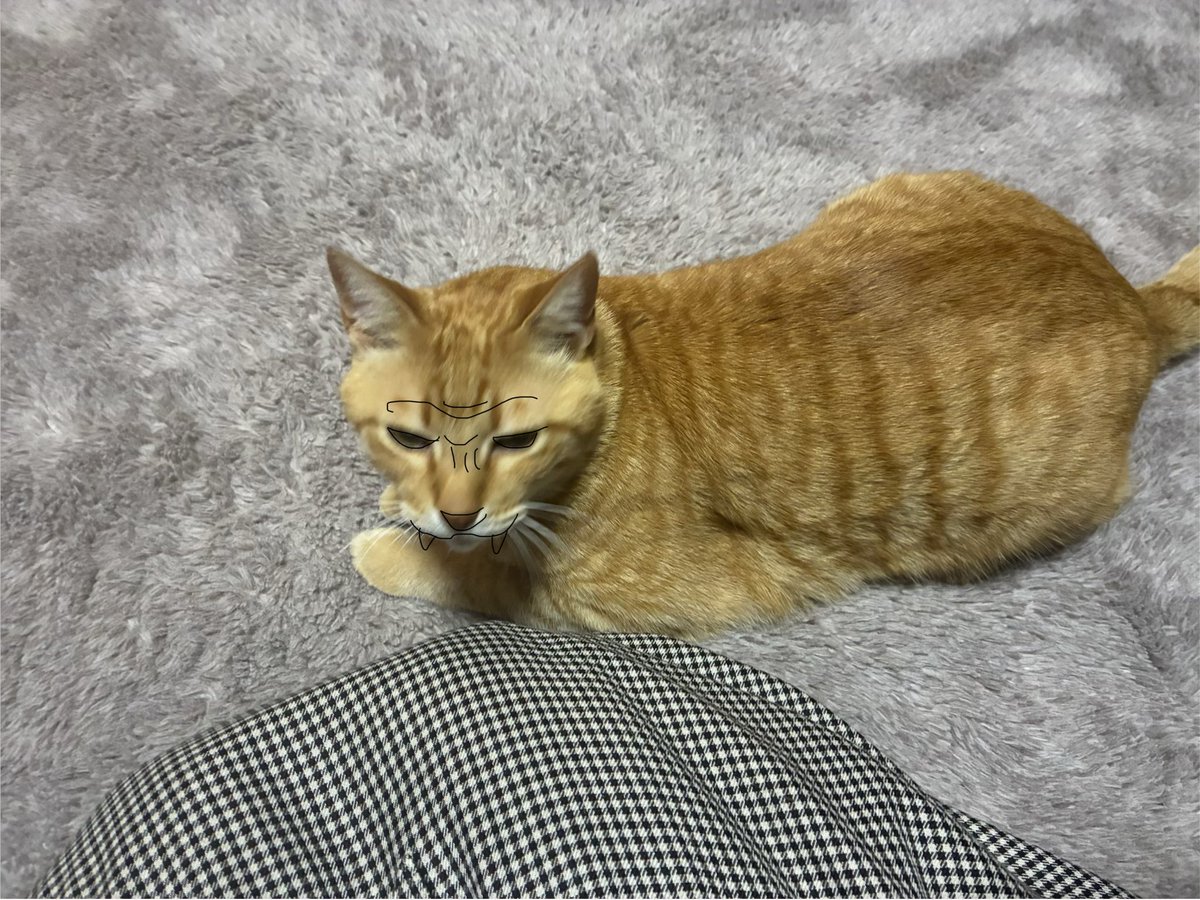 プリンセスしろた 固定みてね tweet media