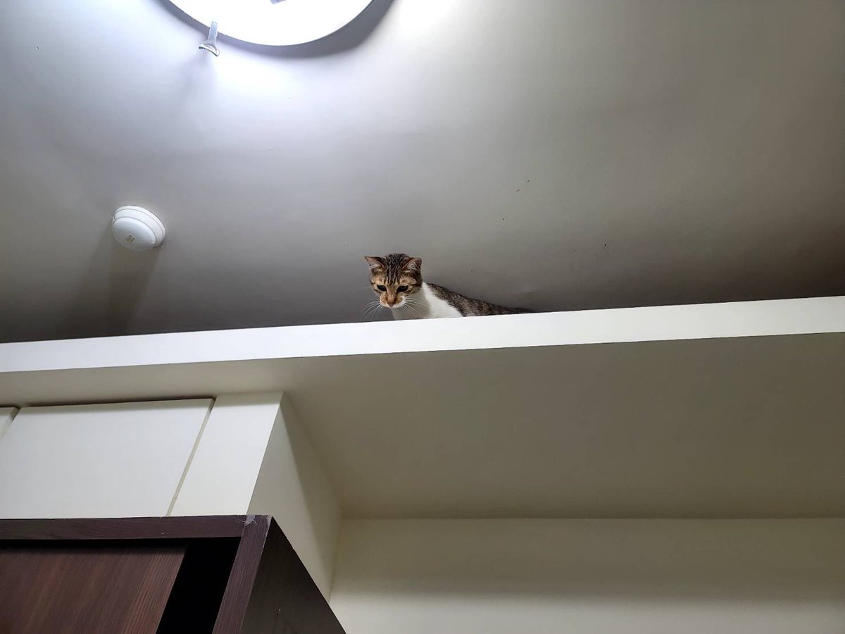 社長Kuma🐻🎙算是VTuber tweet media