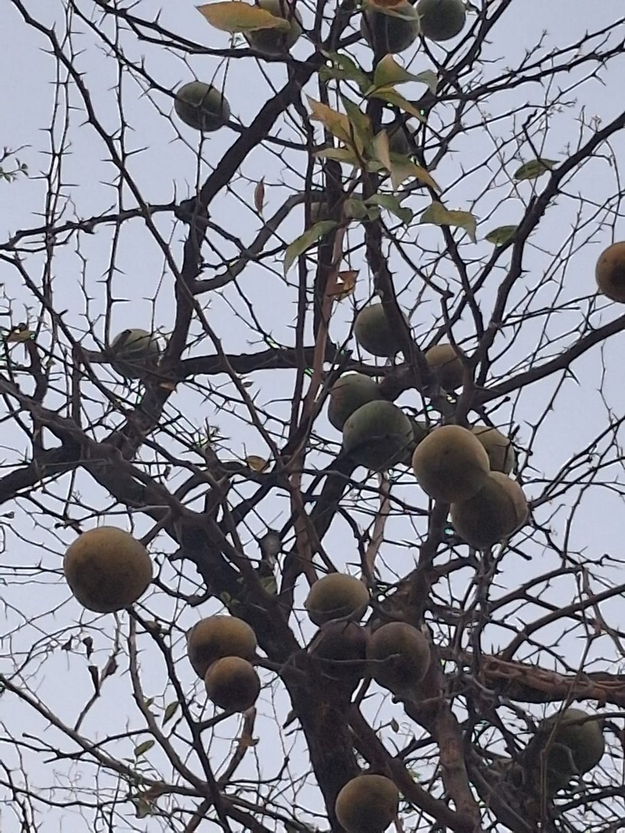 Narendr51543168's tweet image. बेल (Aegle marmelos)
#tree #fruit #NatureIsBeautiful