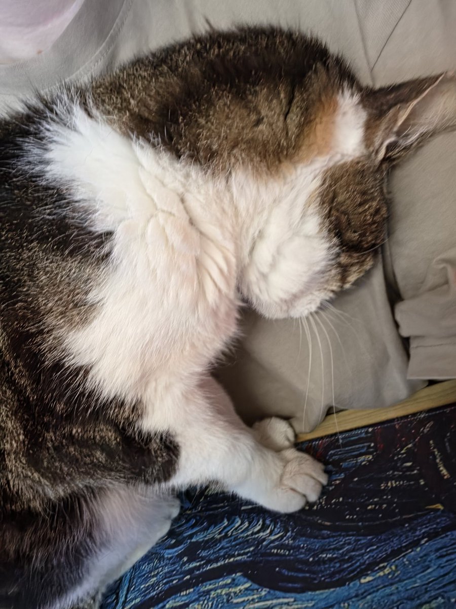 selde88's tweet photo. @elenamics My 16yo kitty cuddling this morning, knowing i don't have long left https://t.co/Sso9Sm0O4r
