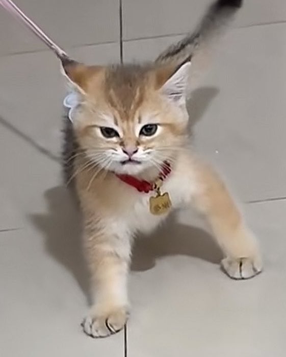 mpkdixq's tweet photo. 😾 https://t.co/iQWdrX62wB