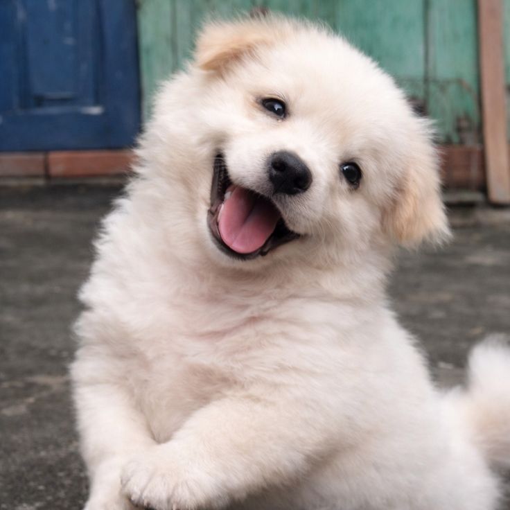 Doglover tweet media