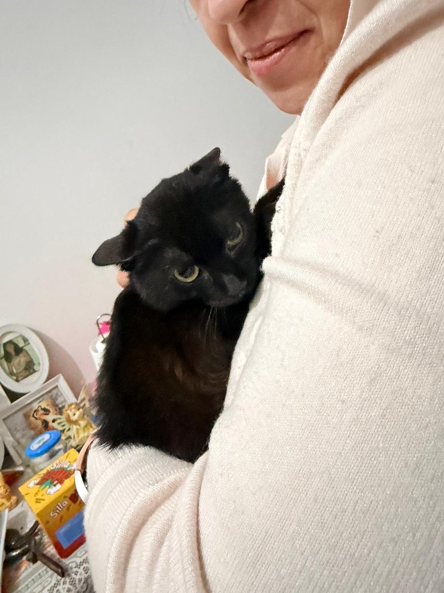 RandagiBaffi's tweet photo. Lillo sta meglio a breve verrà castrato, fiv felv negativo, deve mangiare gastro per star bene, è un gatto che l'associazione non può tenere in carico visto che non sapremo per quanto ancora ci saremo. Cerca casa info whatsapp 3496067443 https://t.co/E1xNH7KWKA