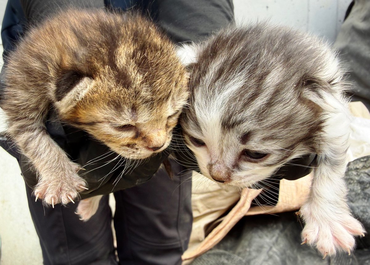 Kamui_310 tweet media