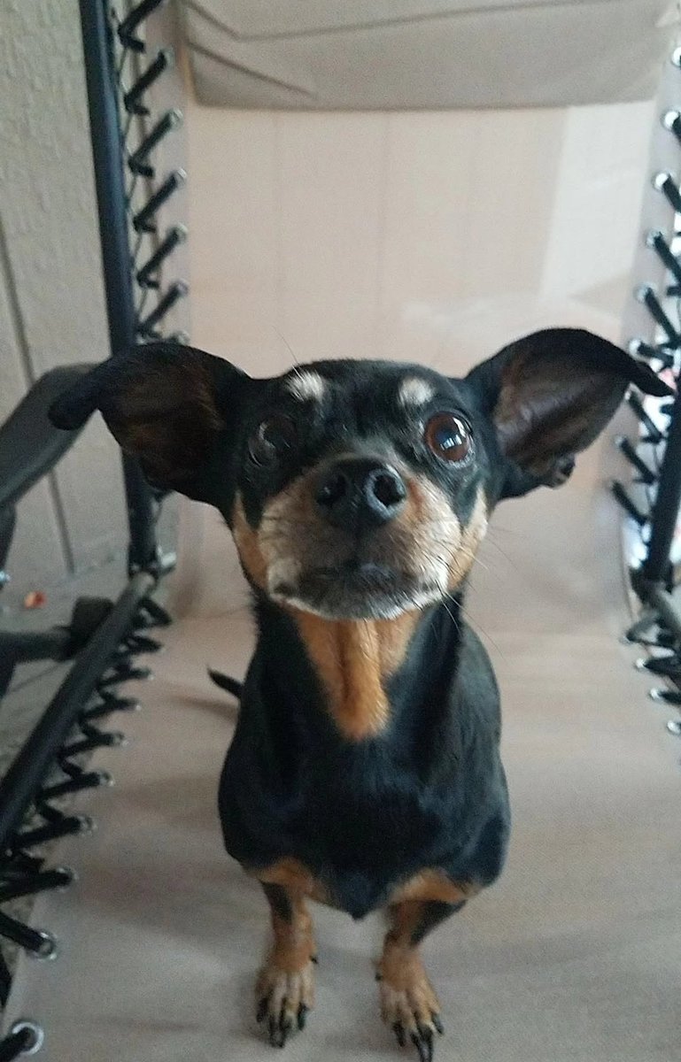 ⚘ norine. tweet media