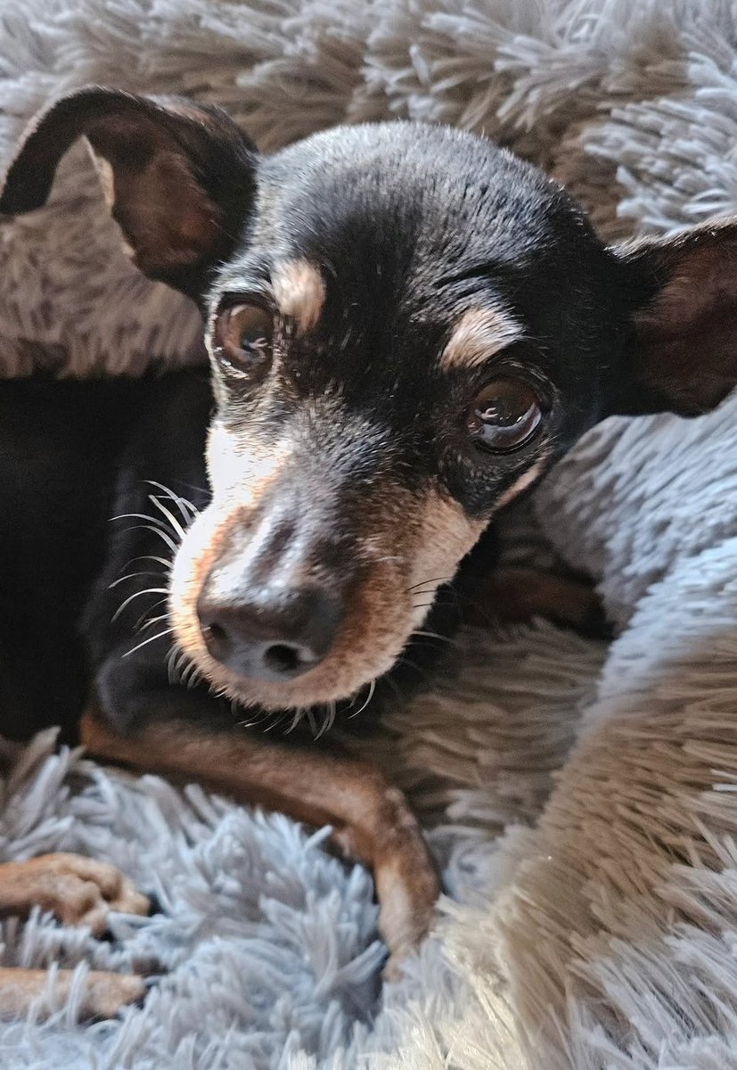 ⚘ norine. tweet media