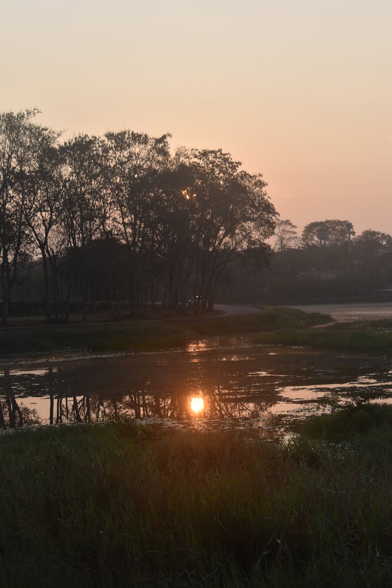 Cerberane's tweet image. More Lovely views from one of my morning #walks around อ่างเก็บน้ำหนองบัว in late February 
วิวสวยๆ จากการเดินเที่ยวรอบๆ อ่างเก็บน้ำหนองบัวช่วงปลายเดือนกุมภาพันธ์
#trees
#sunrise 
#lake 
#nature
#naturelovers
#naturephotography