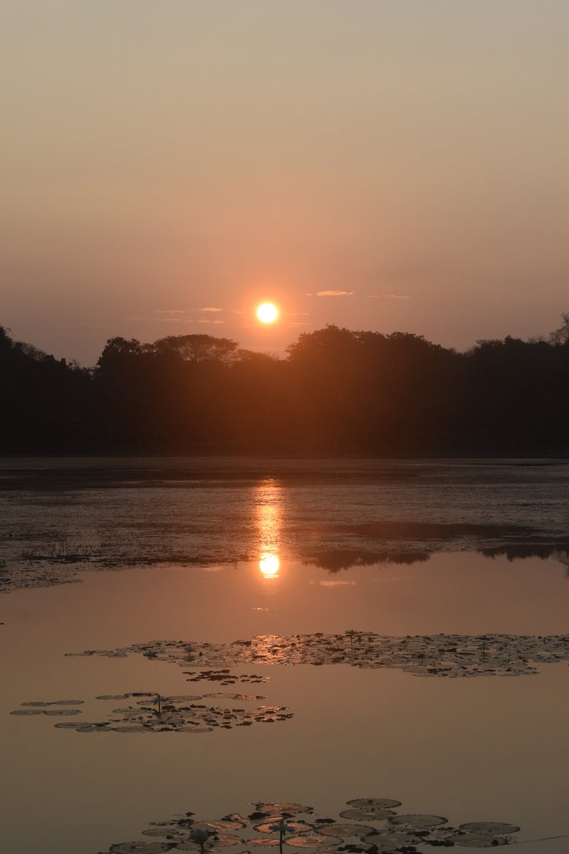 Cerberane's tweet image. More Lovely views from one of my morning #walks around อ่างเก็บน้ำหนองบัว in late February 
วิวสวยๆ จากการเดินเที่ยวรอบๆ อ่างเก็บน้ำหนองบัวช่วงปลายเดือนกุมภาพันธ์
#trees
#sunrise 
#lake 
#nature
#naturelovers
#naturephotography