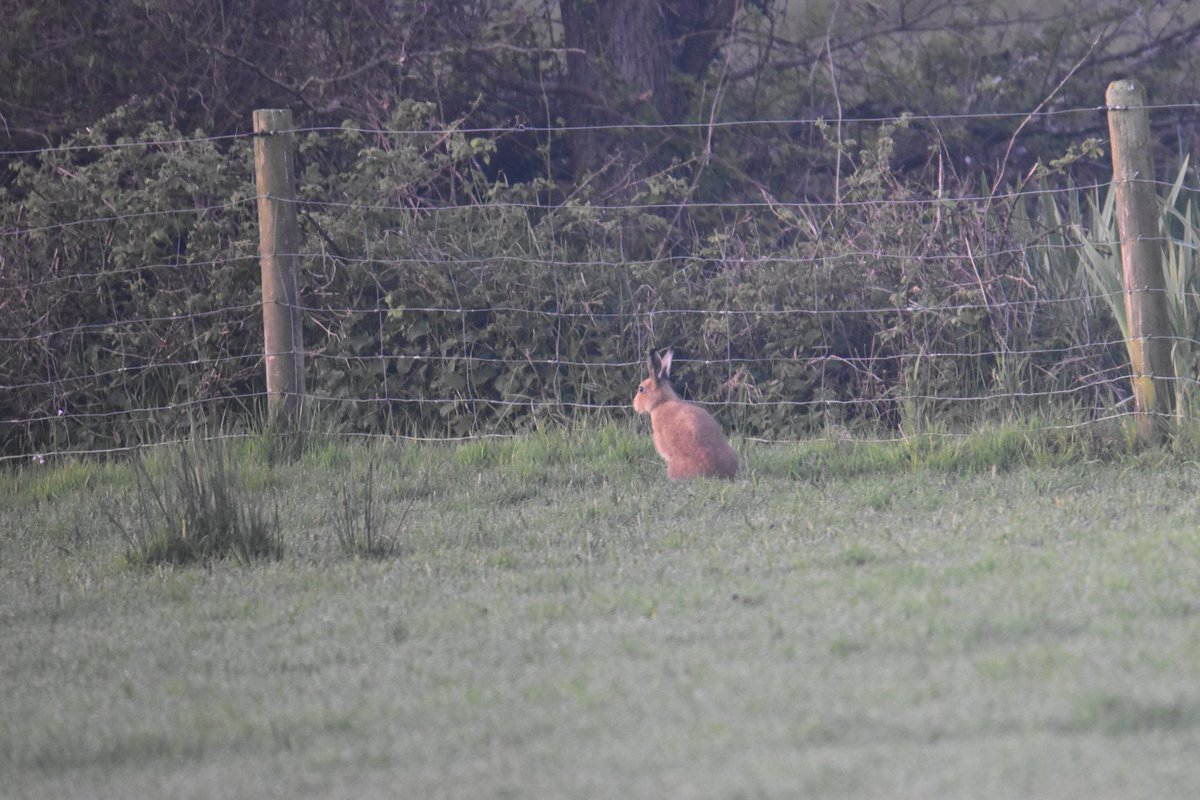 MartinM79510567's tweet image. Hare out and about this morning Newcastle beach #wildlife #Wicklow #Ireland